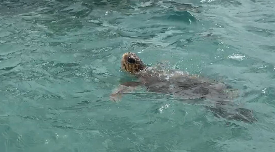 Mistral Boat Rentals-扎金索斯州必去景点