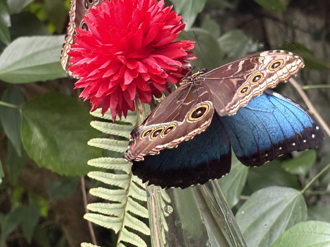 Schmetterlingspark Buchholz-Buchholz in der Nordheide必去景点