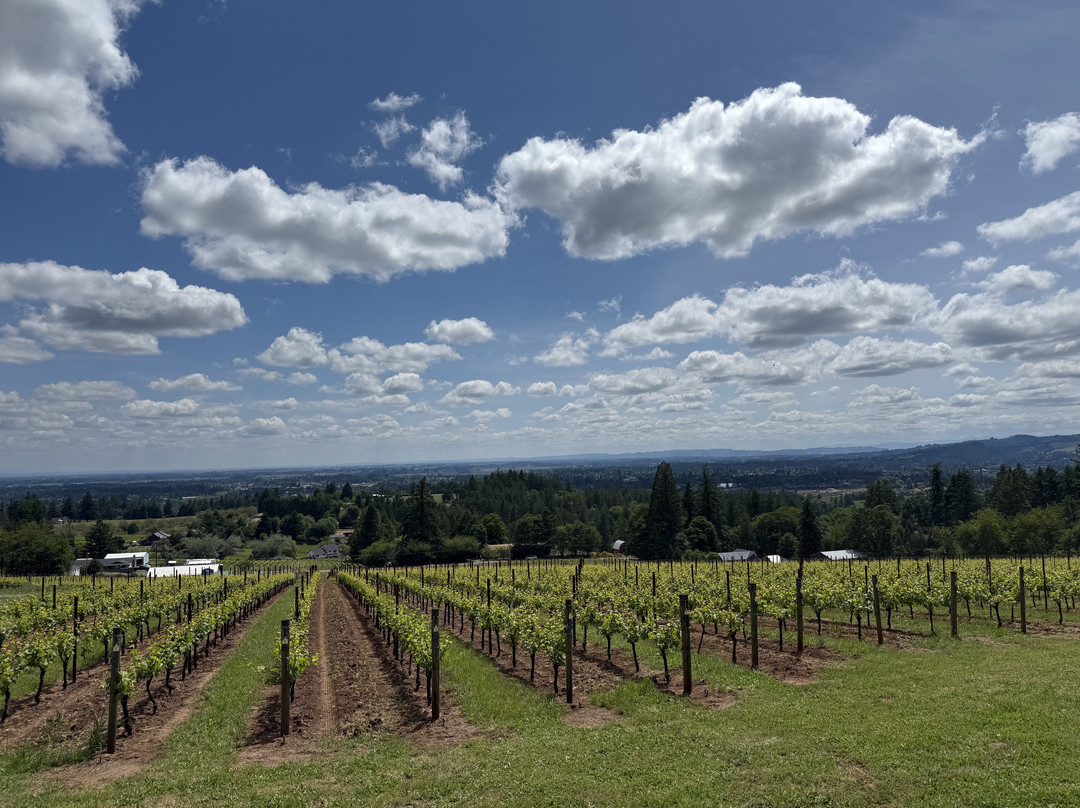Bells Up Winery景点图片