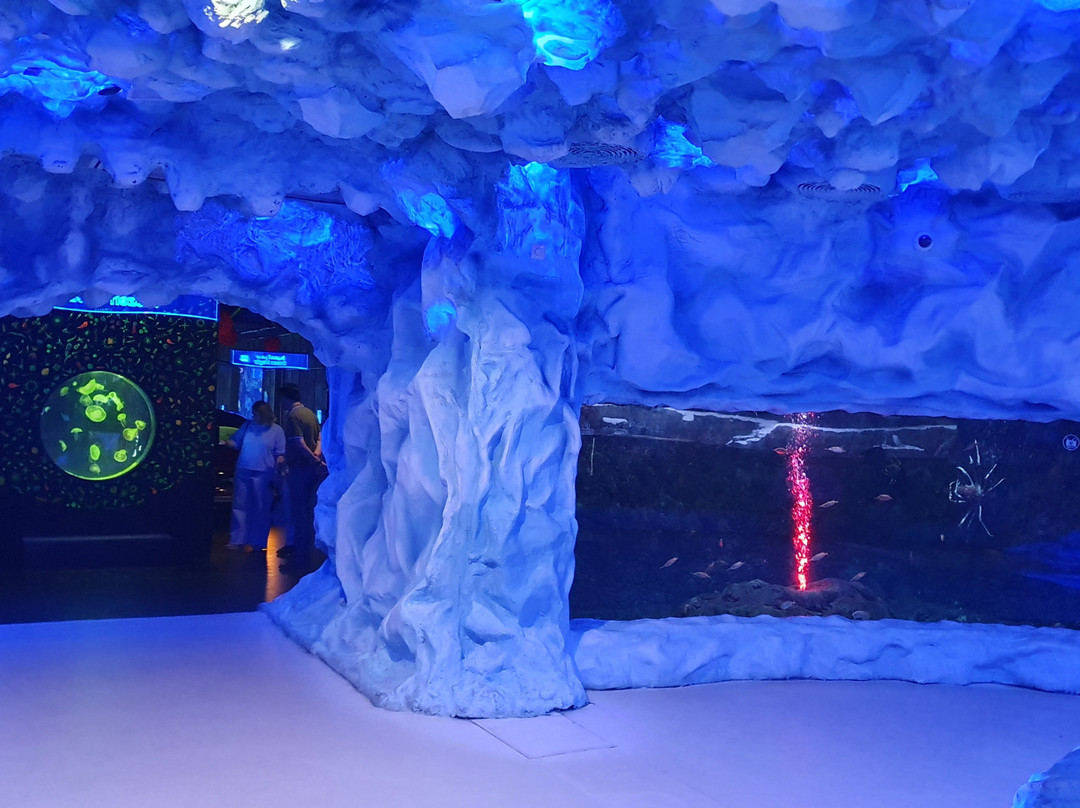 The National Aquarium Abu Dhabi景点图片