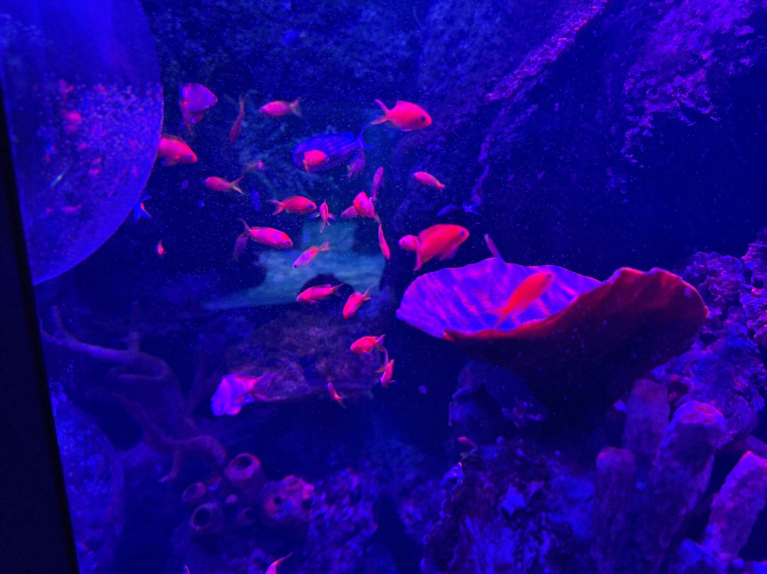 Sea Life Scarborough景点图片