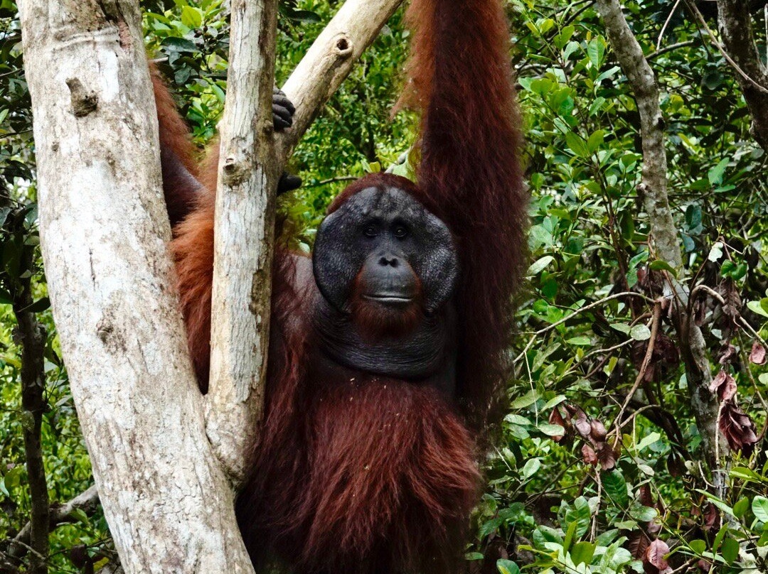 Orangutan Trekking Tours-Pangkalan Bun必去景点
