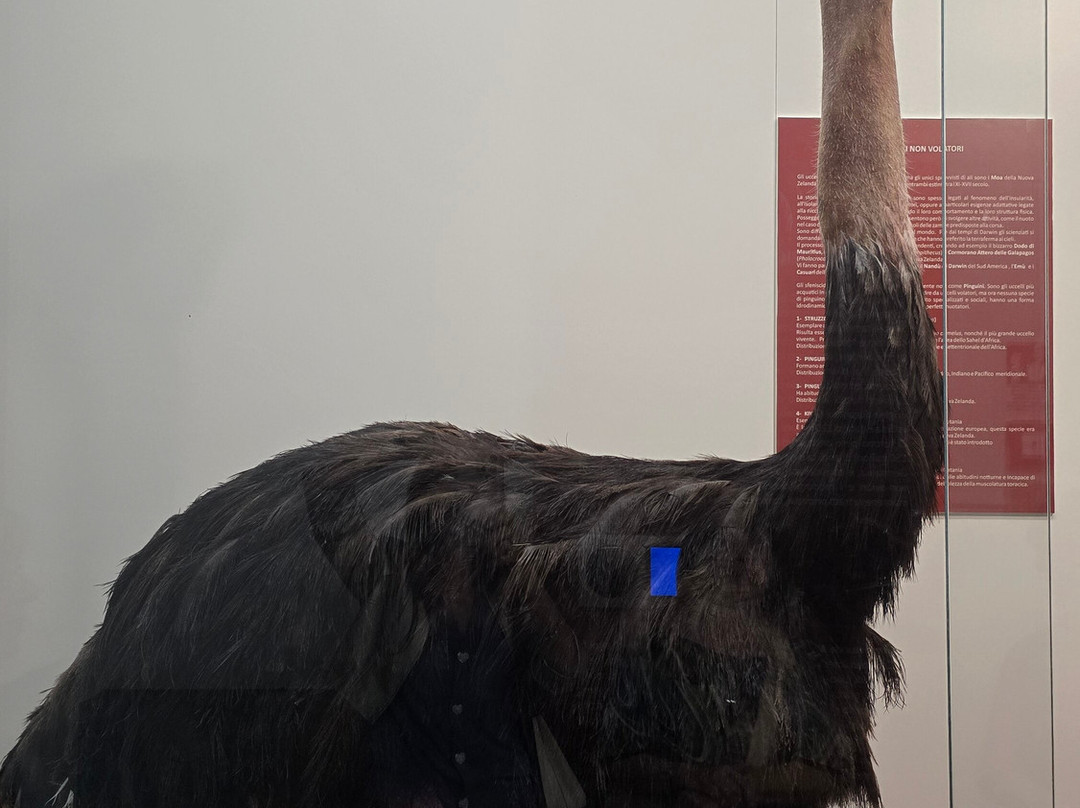 Museo Civico di Storia Naturale景点图片