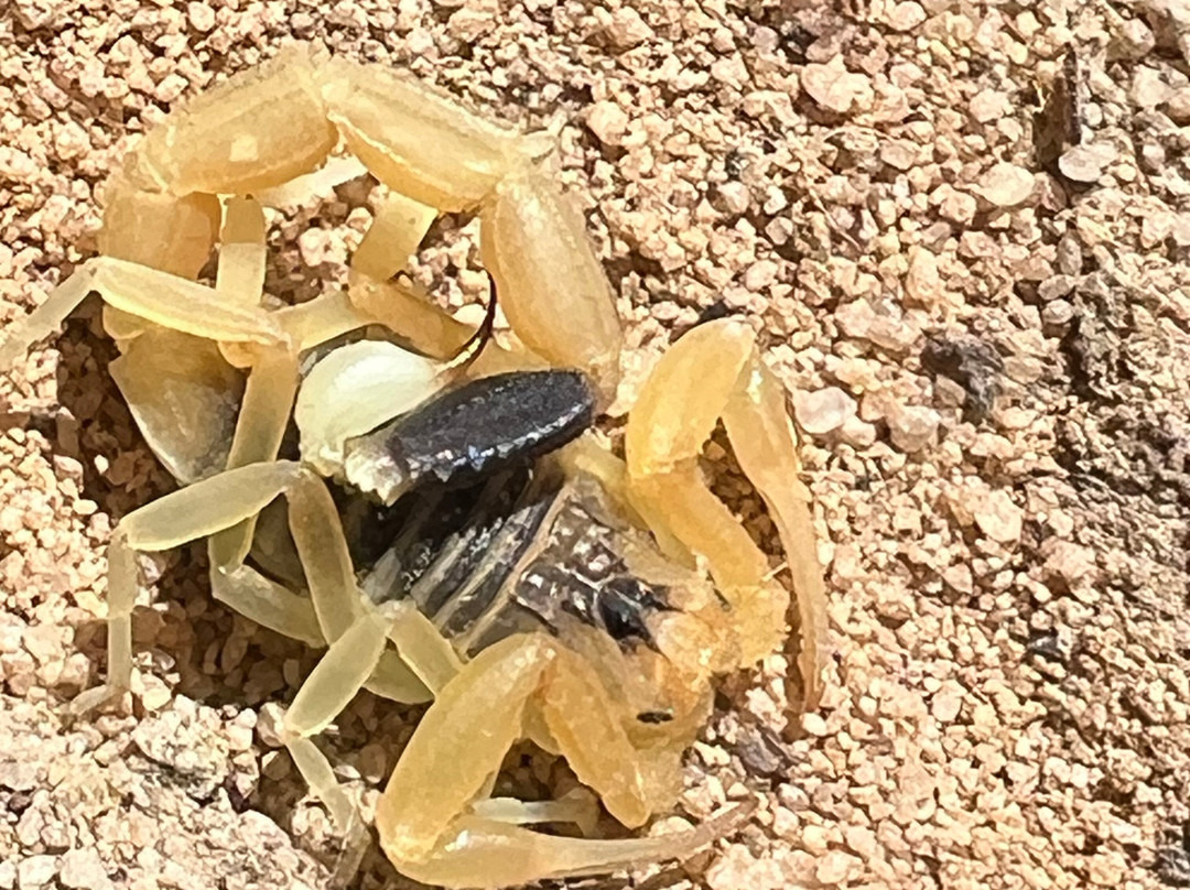 Jordan Hiking Guide-Dana必去景点