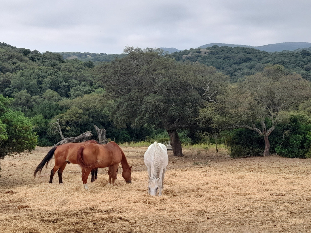 Centro Equestre La Prugnola-Arzachena必去景点