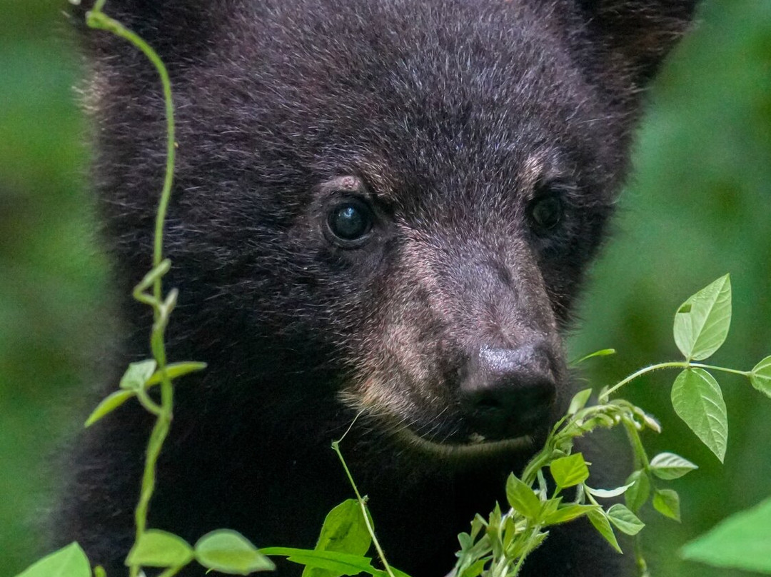 Spruce Photo Tours-汤森必去景点