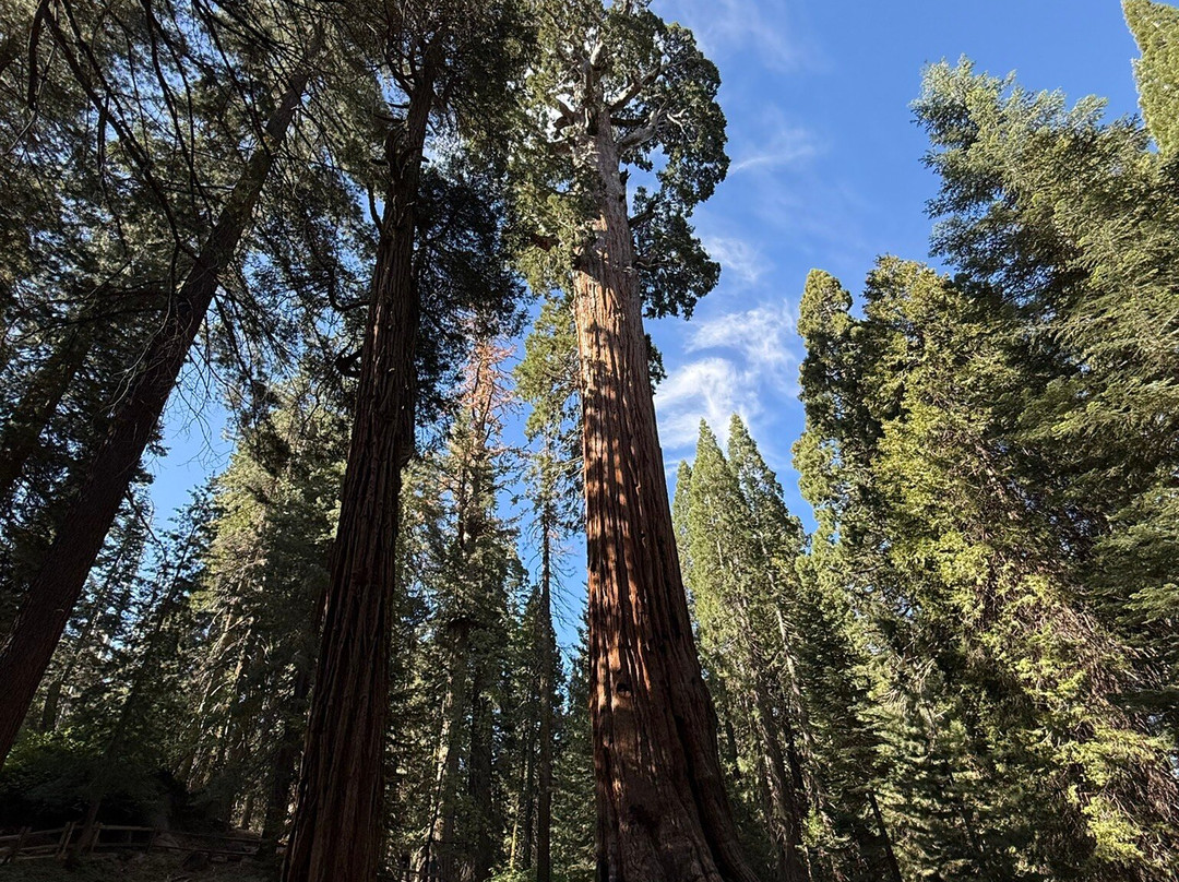 Grant Grove-红杉&国王峡谷国家公园必去景点
