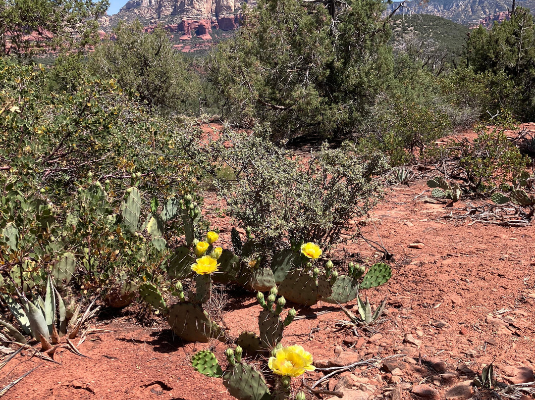 Fay Canyon Trail-塞多纳必去景点