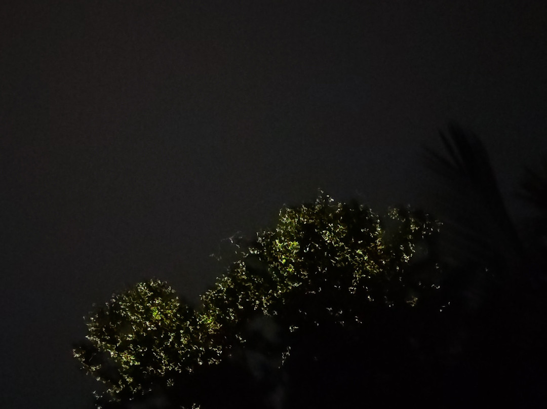 Maribojoc Mangrove Firefly Watching-Maribojoc必去景点