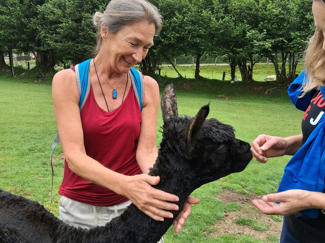 Lydford Gorge Alpacas-Lydford必去景点