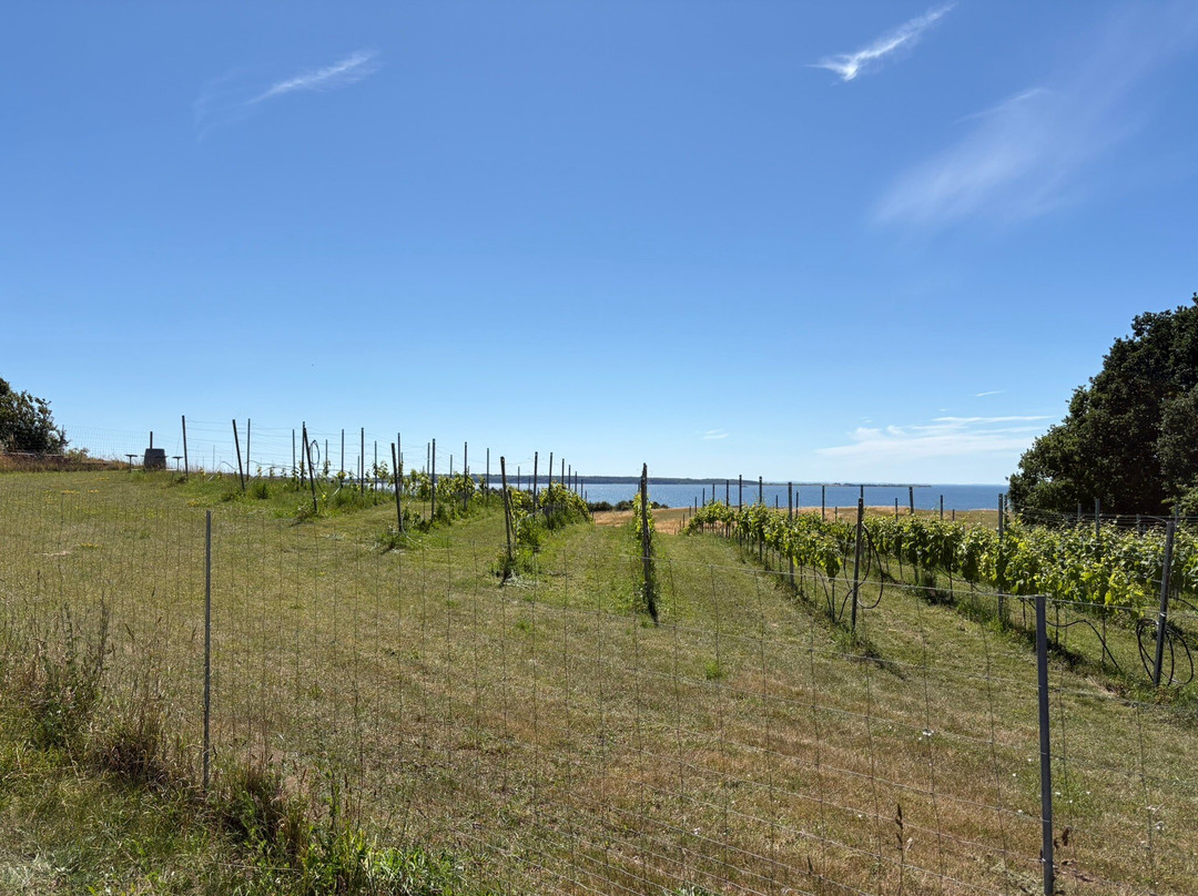 STUB Vineyard-凯隆堡必去景点