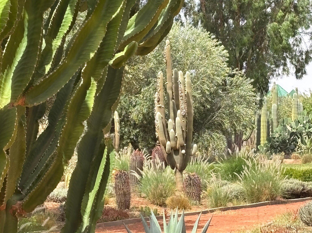Cactus Thiemann-马拉喀什必去景点