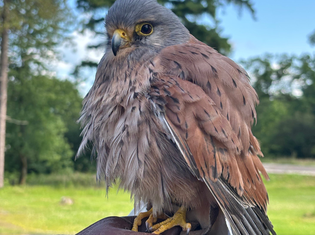 Carmarthenshire Falconry-喀麦登必去景点