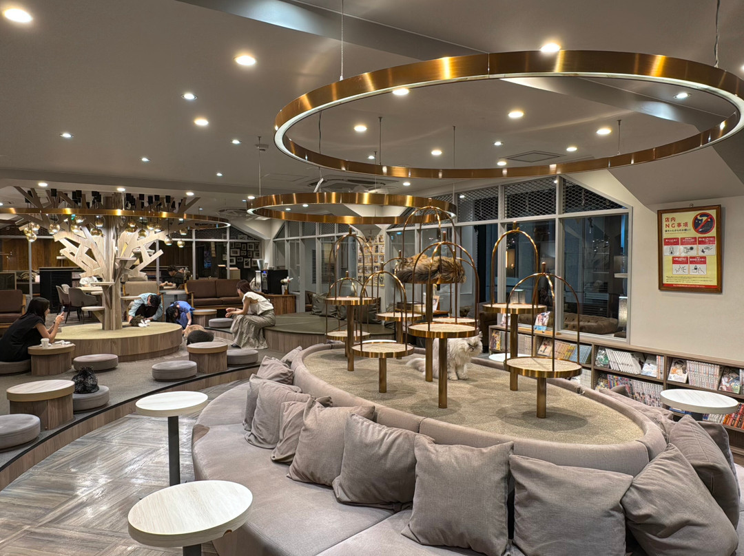 Cat Cafe Mocha Lounge Shibuya Koen-dori Branch-涩谷区必去景点