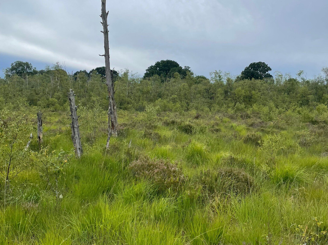 Cors Y Llyn  National Nature Reserve-Builth Wells必去景点
