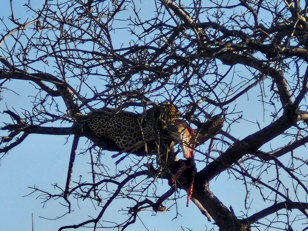 On Safari Africa - Kruger National Park-马里兰必去景点