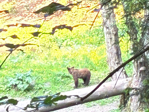Wild Romania Travel-布拉索夫必去景点