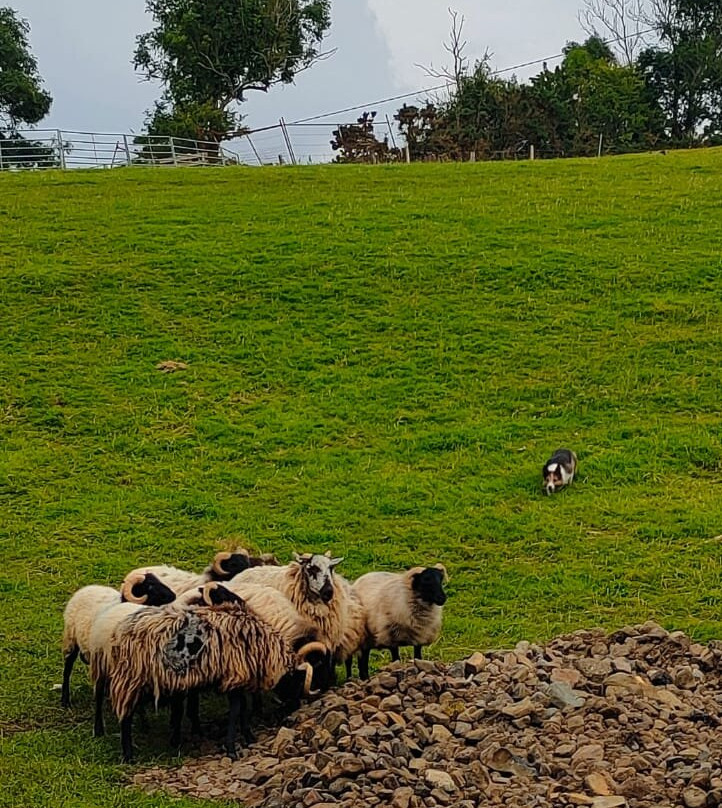 The Newport Shepherds-Newport必去景点
