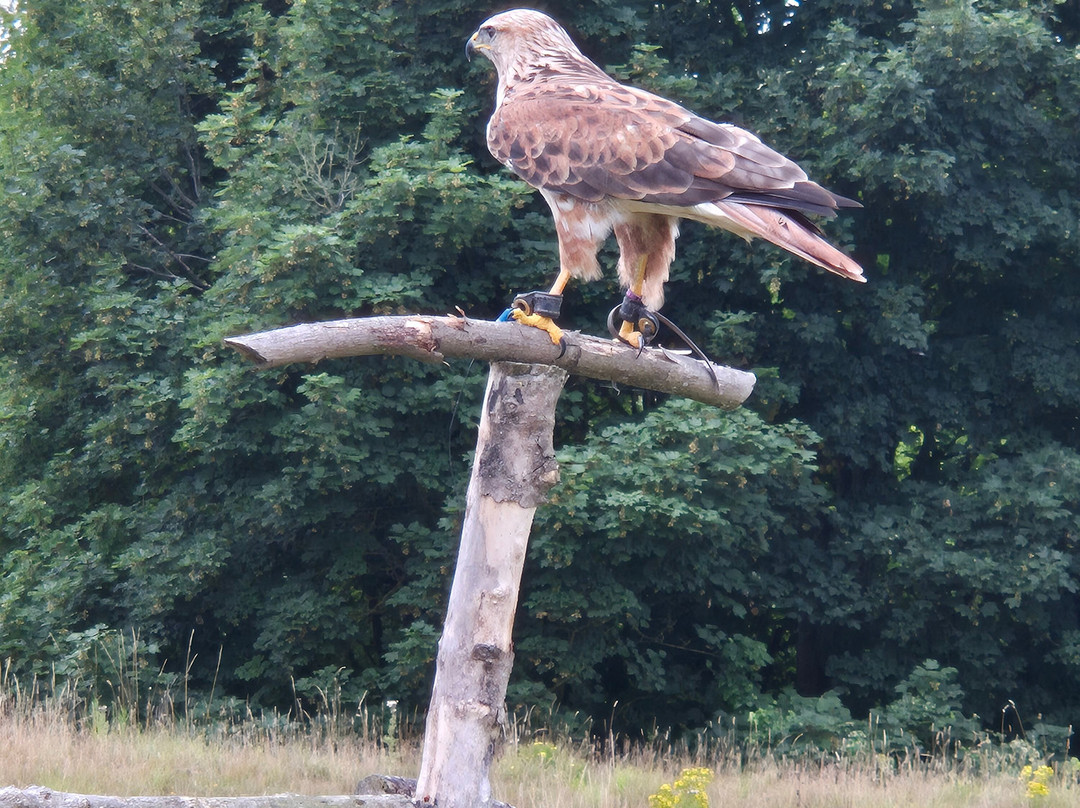 Kent Falconry Centre-Throwley必去景点