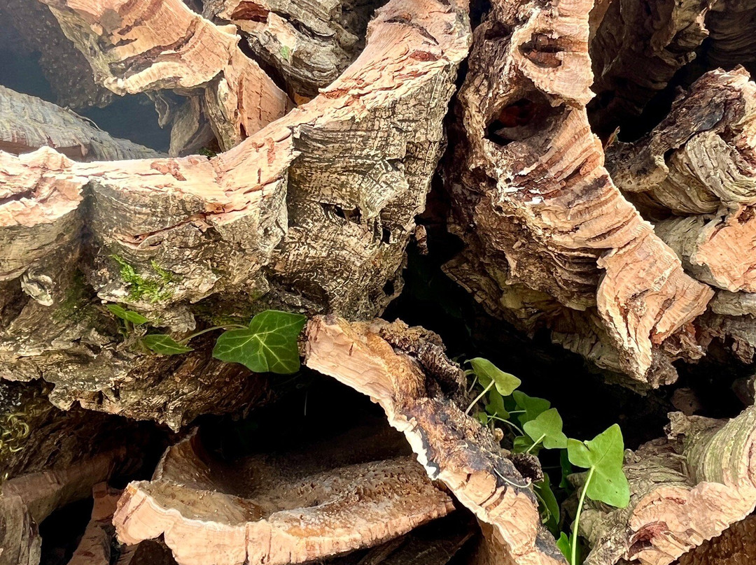 Complesso Nuragico Romanzesu-Bitti必去景点