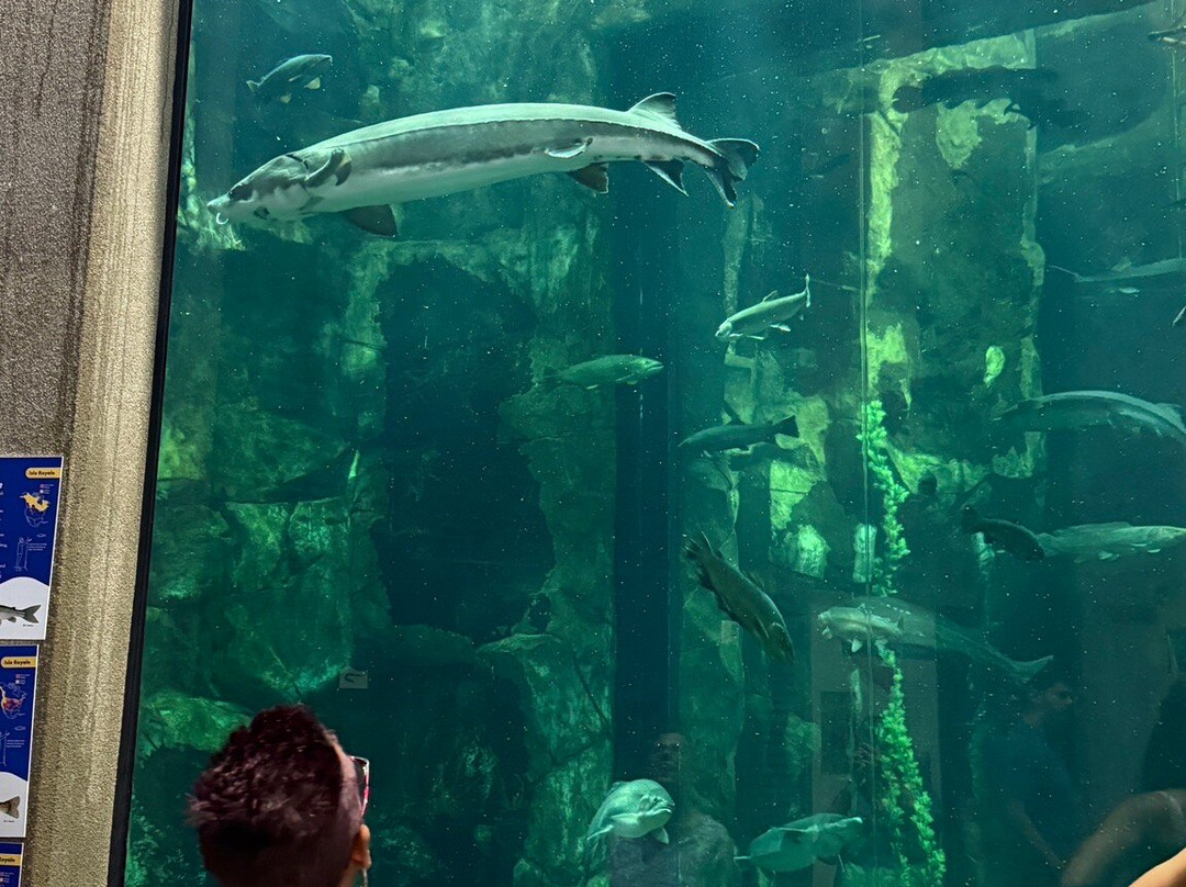 Great Lakes Aquarium-德卢斯必去景点