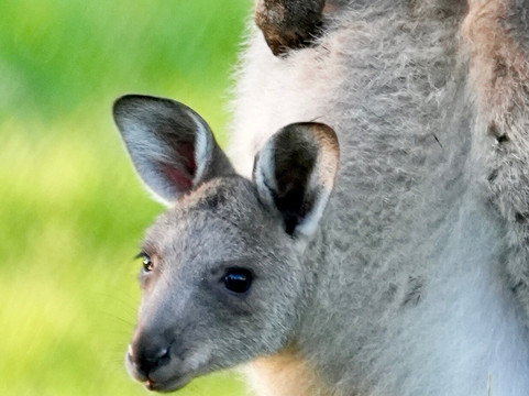 Perfect Day Sydney-悉尼必去景点