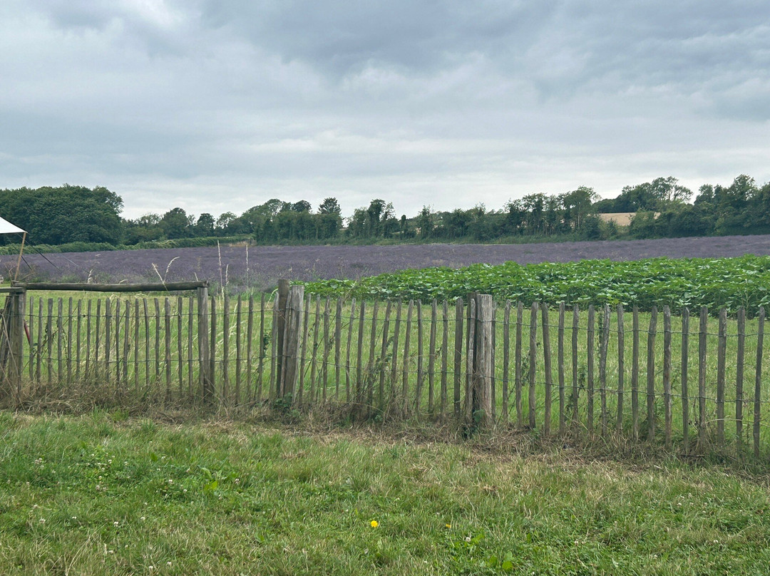 Castle Farm Shop-Shoreham必去景点