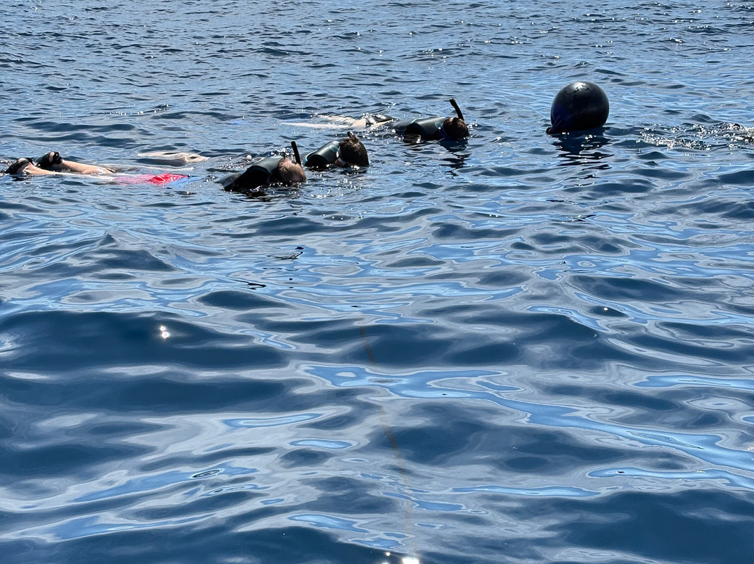 Florida Shark Diving-朱庇特必去景点