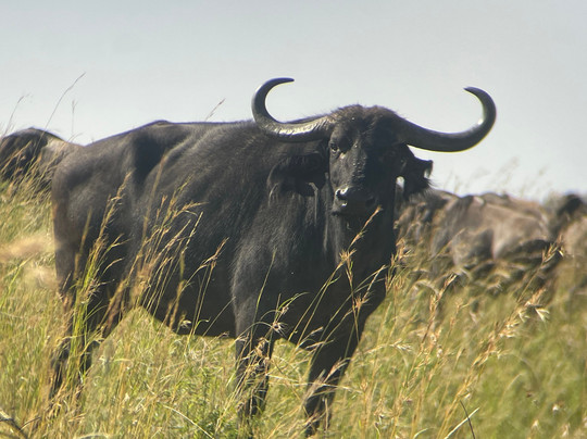 Grivet Tours And Safaris-马林地必去景点