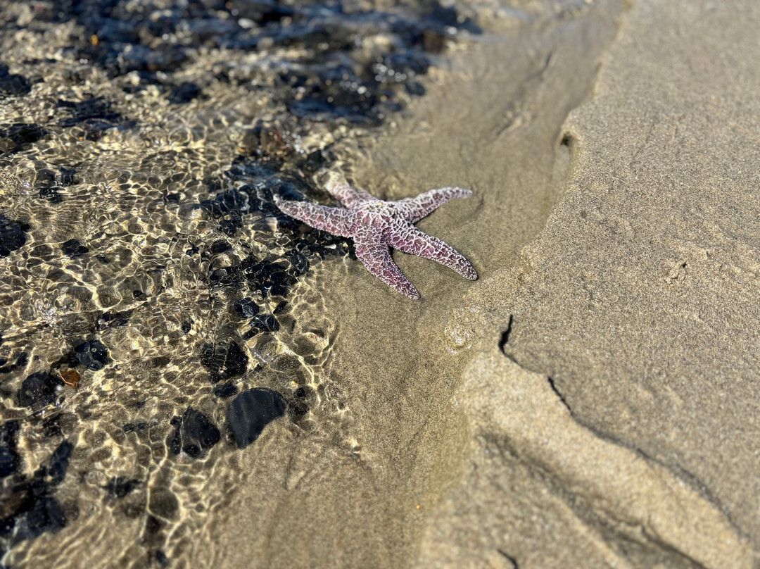 Heceta Beach-弗洛伦斯必去景点