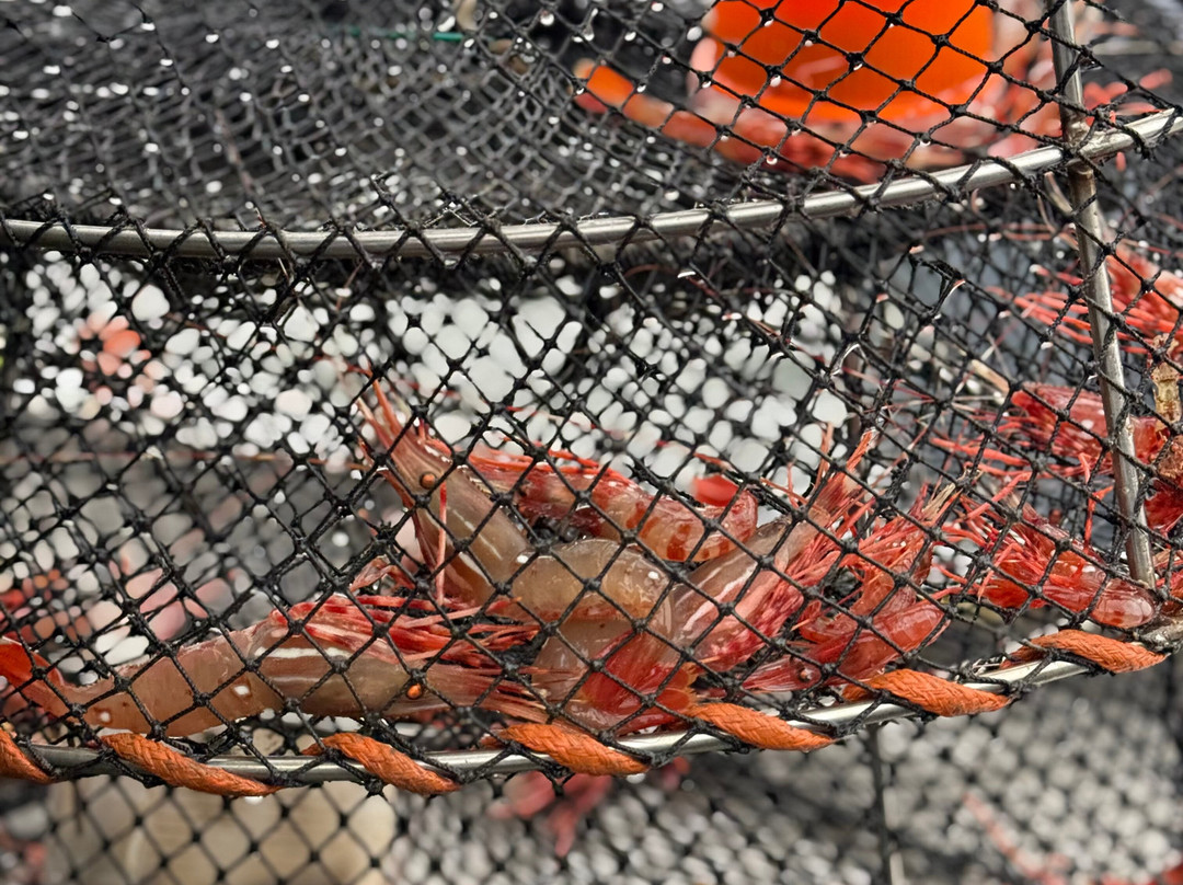 Wildfish Charters-鲁珀特港必去景点