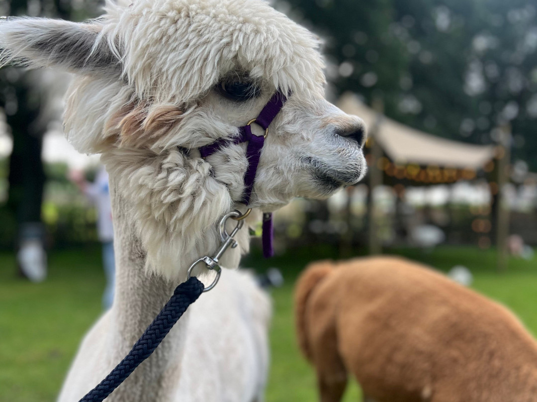 Alpaca Enzo-Wittelte必去景点