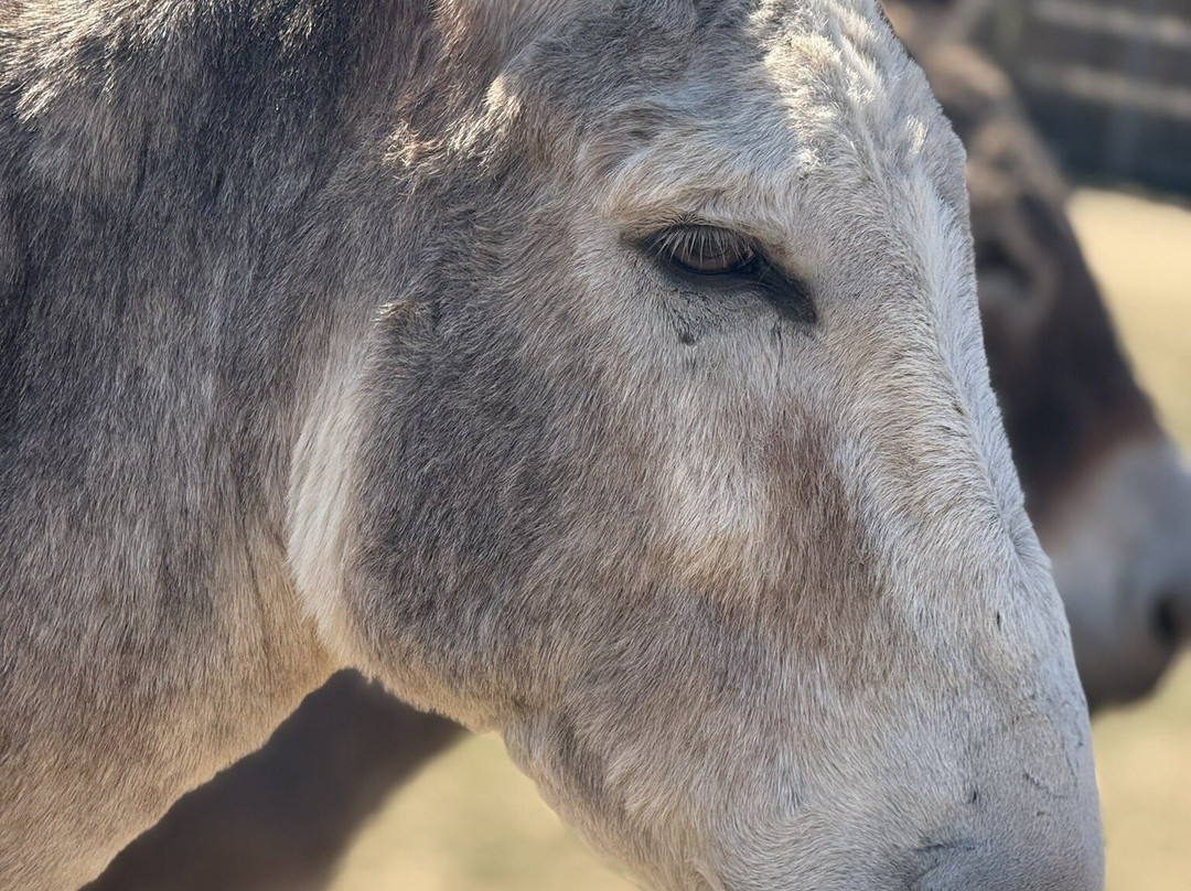 Hayling Island Donkey Sanctuary-海灵岛必去景点