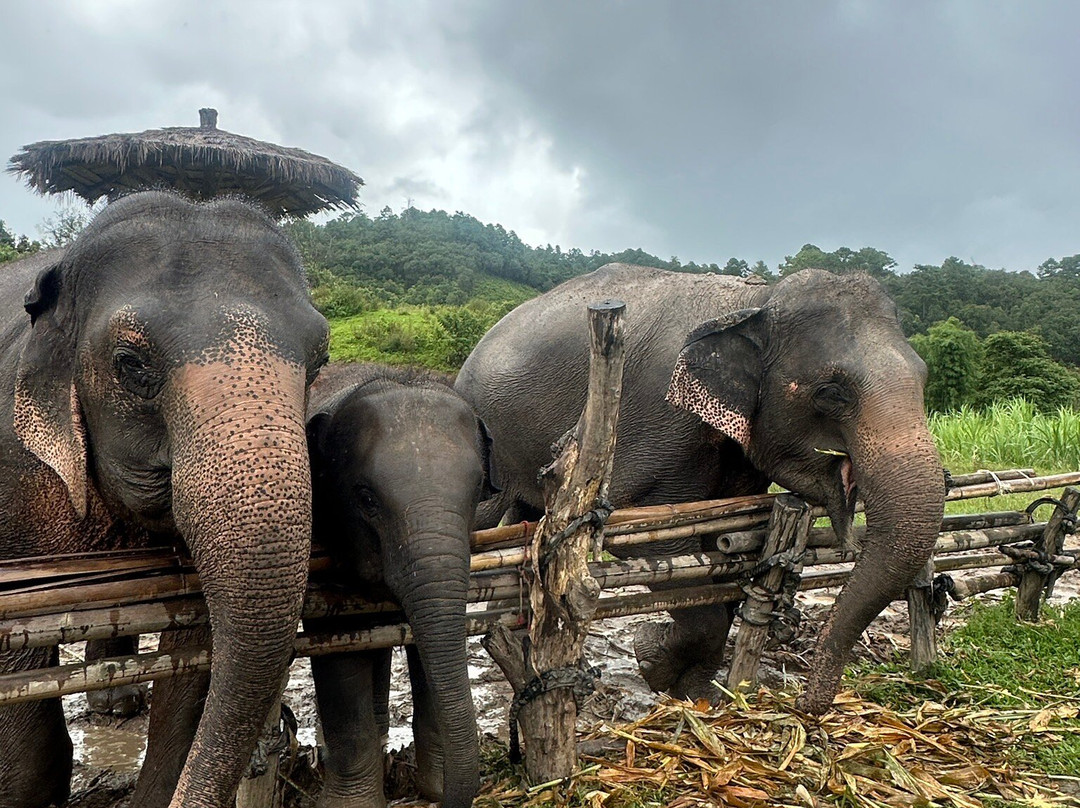 Elephant Pride Sanctuary-清迈必去景点