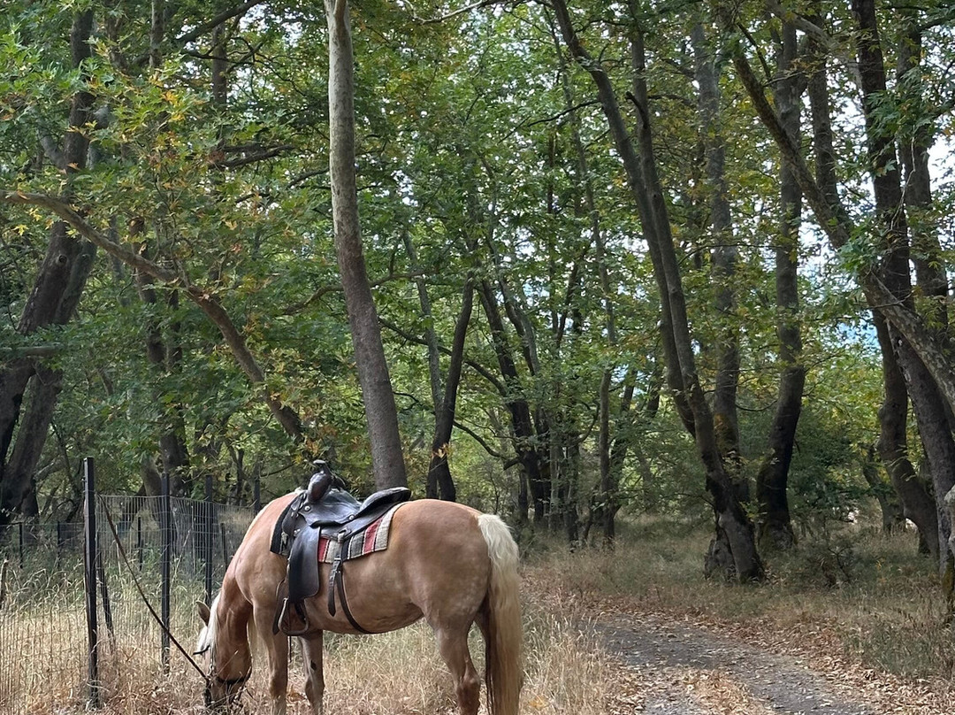 Saloon Park-卡尔派尼西必去景点