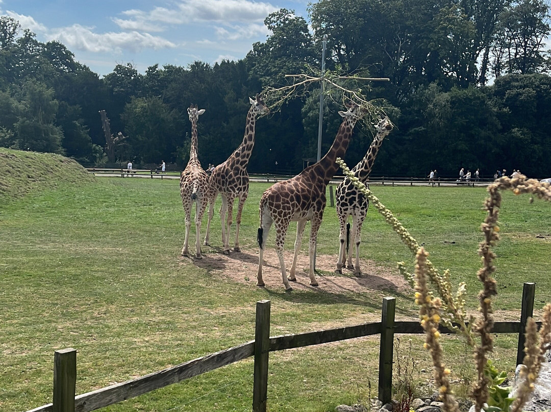 Fota Wildlife Park-Carrigtwohill必去景点