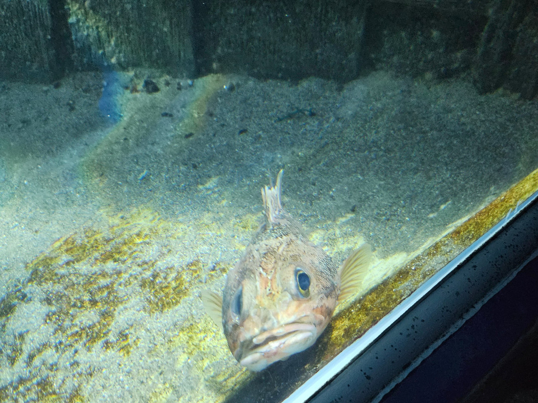 Dingle Oceanworld Aquarium-丁格尔必去景点