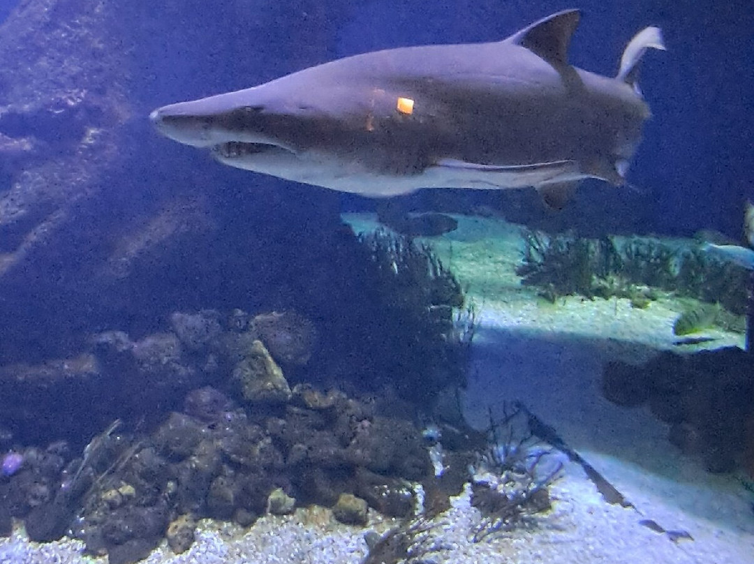 Aquarium Oniria-卡内鲁西永必去景点