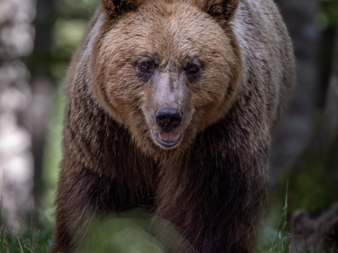 Slovenian Bears-Stari Trg pri Lozu必去景点