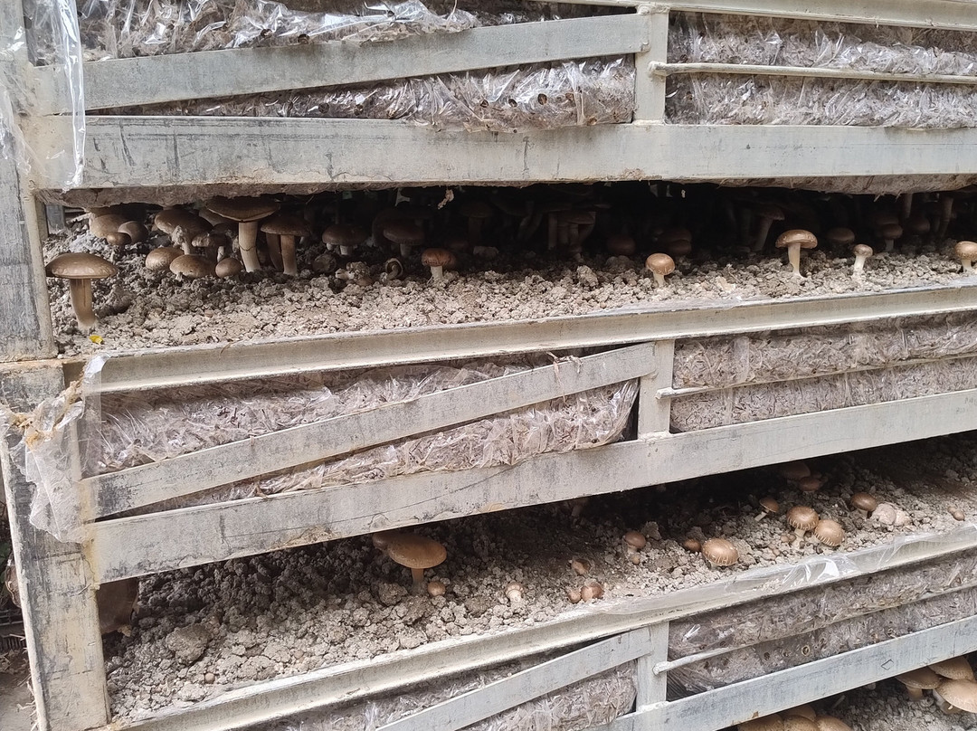 Champignonniere Orbec-Orbec必去景点