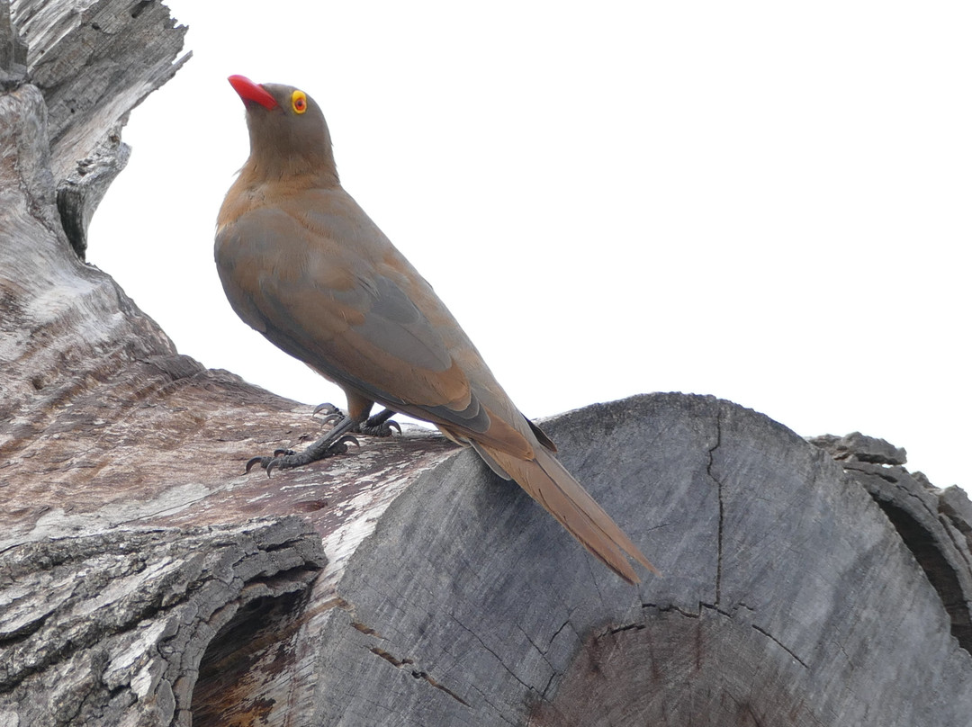 Mkhuze Game Reserve-莫库斯必去景点