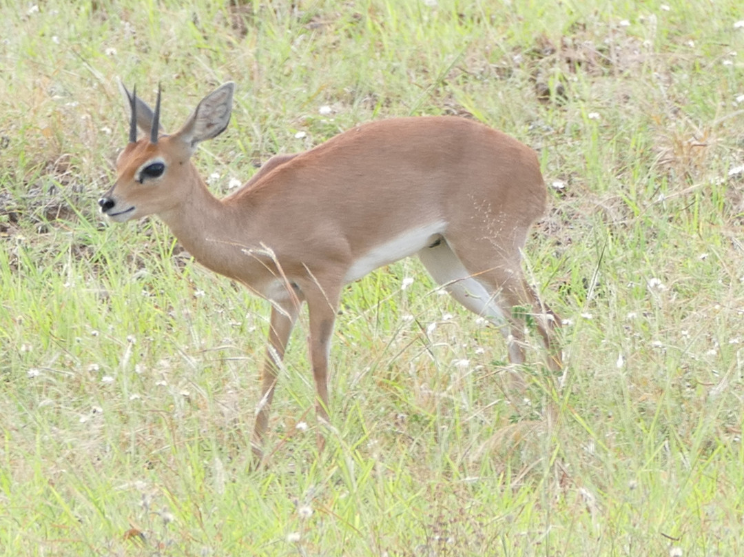 Mkhuze Game Reserve-莫库斯必去景点