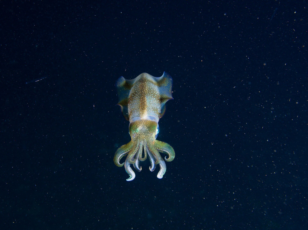 Wallacea Dive Cruises-索龙必去景点