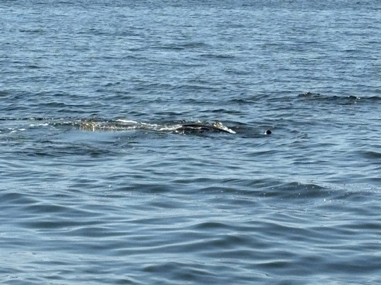 Flora-Bama Marina-橙色海湾必去景点