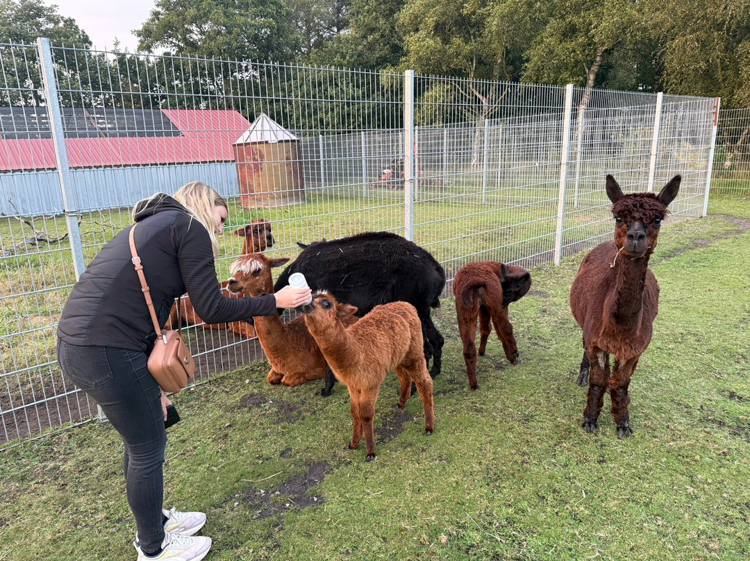 Dyrenes Verden Filskov Mini Zoo i Billund-格林斯泰兹必去景点
