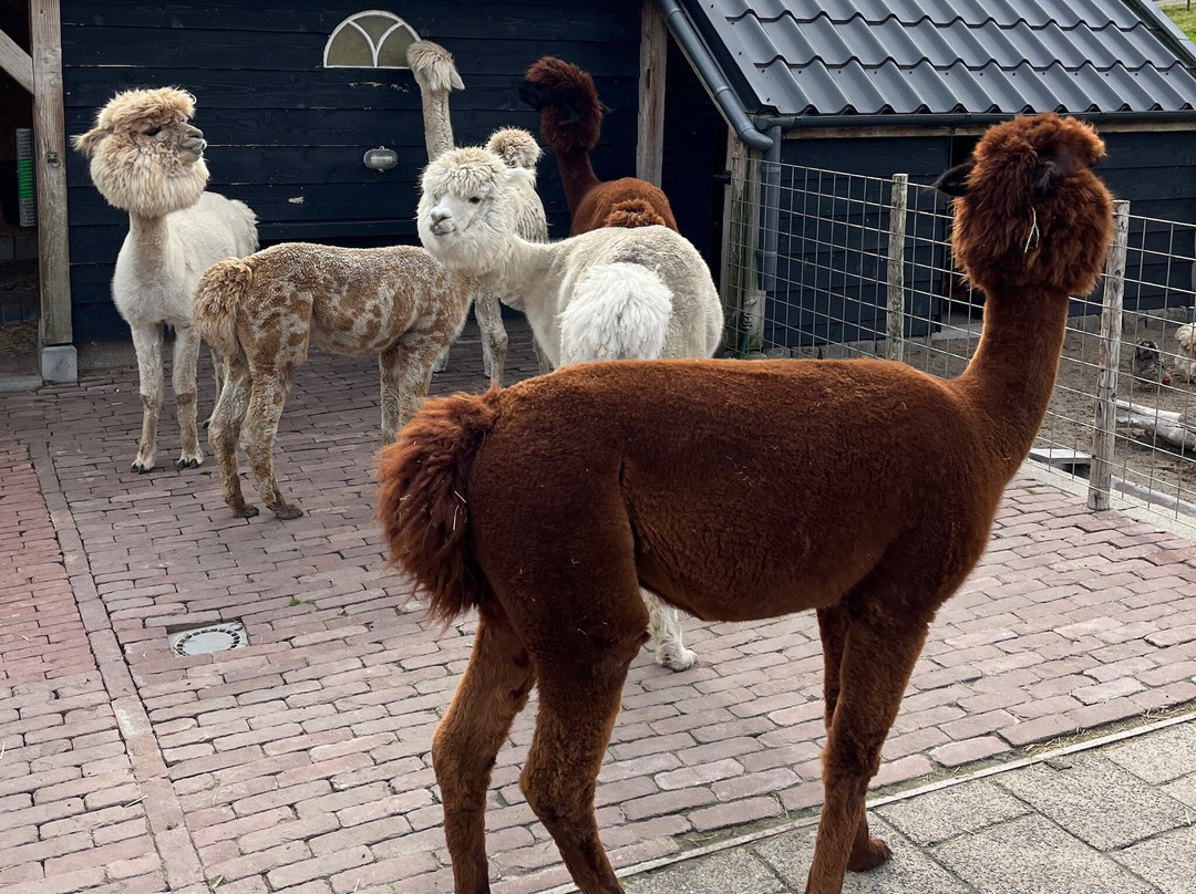 AlpaCasa-Nieuwerkerk aan den Ijssel必去景点