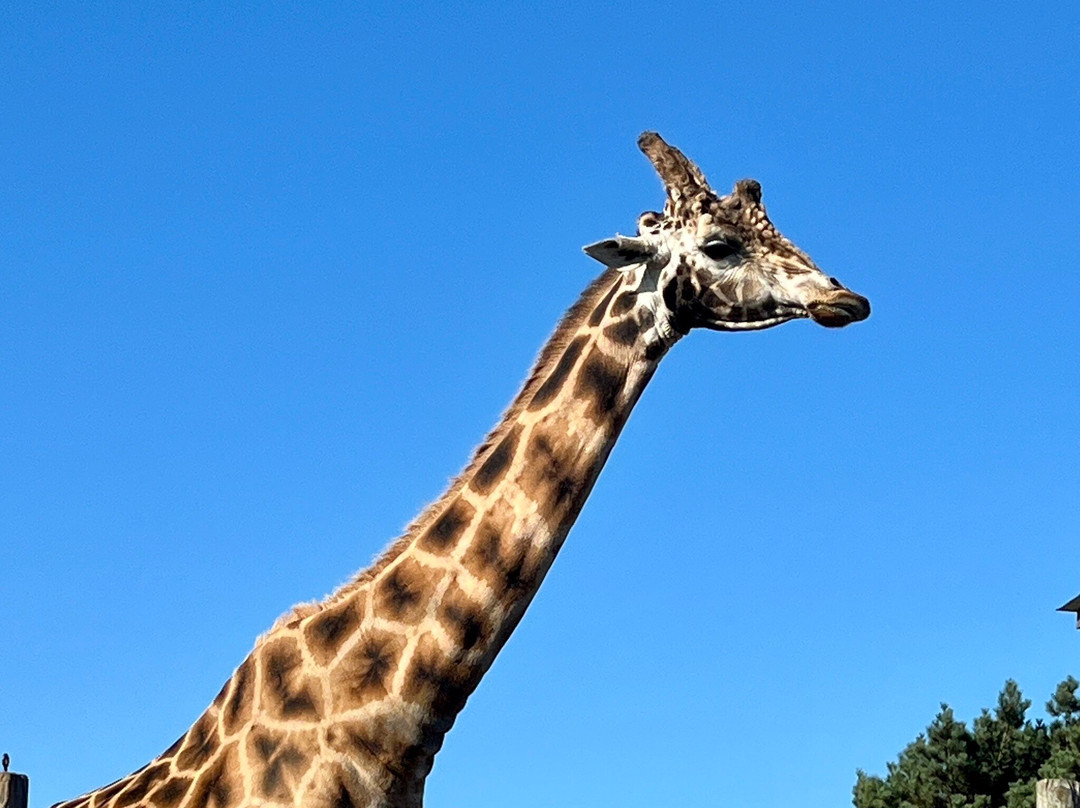 B Bryan Preserve-Point Arena必去景点