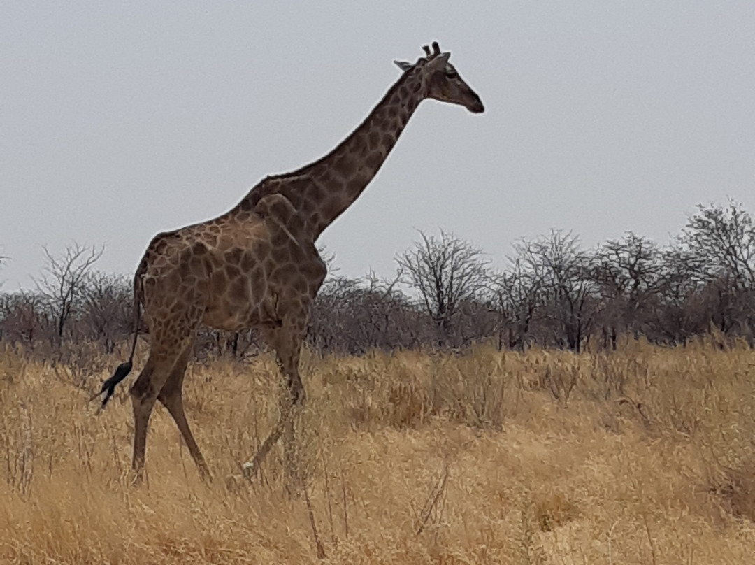 Etosha National Park-Okaukuejo必去景点