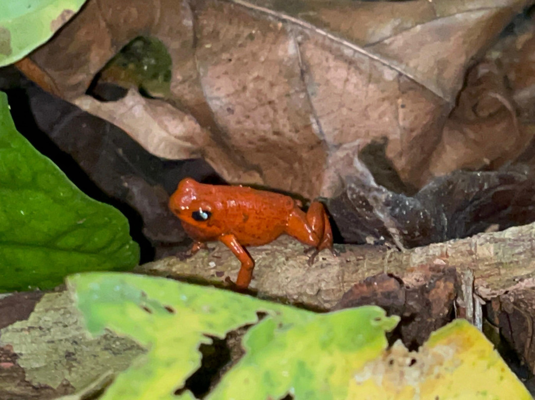 Abel Bustamante - Tour Guide-Manzanillo必去景点
