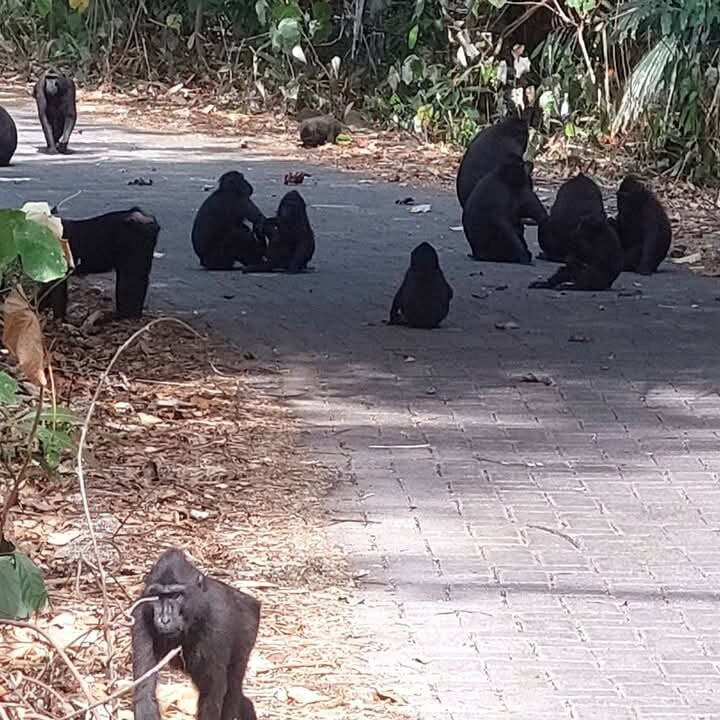 Tangkoko National Reserve-比通必去景点